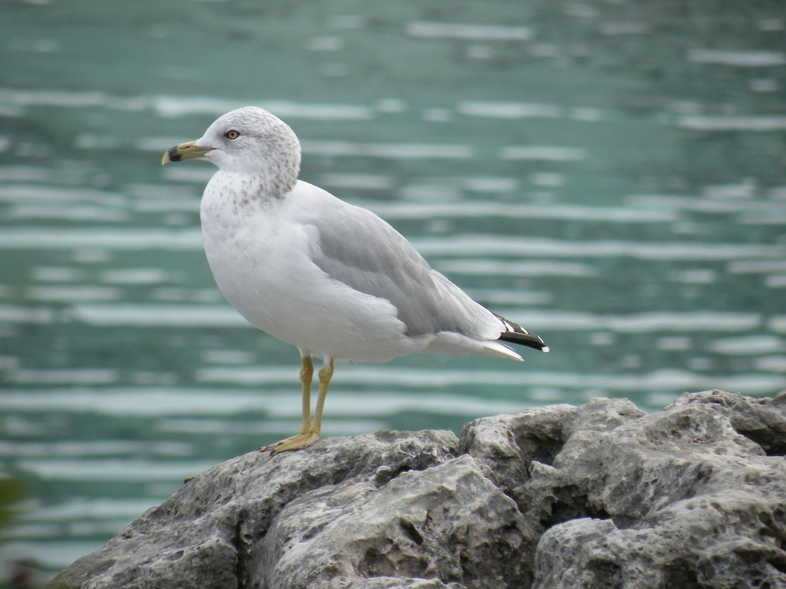 Seagull Seagull on the shores of Lake Huron, Ontario, Canada Aves,Larus delawarensis,Larus ridibundus,Ring-billed Gull,seagull