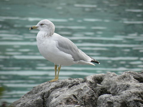 Seagull Seagull on the shores of Lake Huron, Ontario, Canada Aves,Larus delawarensis,Larus ridibundus,Ring-billed Gull,seagull