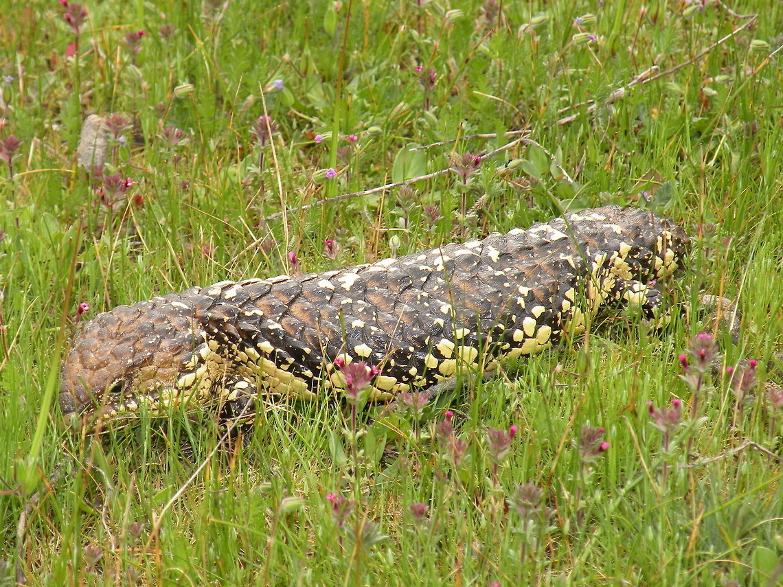Sleepy Lizard Sleepy Lizard (Tiliqua Rugosa), Kaiserstuhl Conservation Park, South Australia, Australia Bobtail Skink,Lacertilia,Squamata,Tiliqua rugosa,blue-tongued skink,bobtail,shingleback