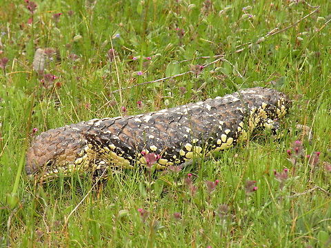 Sleepy Lizard Sleepy Lizard (Tiliqua Rugosa), Kaiserstuhl Conservation Park, South Australia, Australia Bobtail Skink,Lacertilia,Squamata,Tiliqua rugosa,blue-tongued skink,bobtail,shingleback