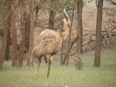Emu Emu in Flinders Ranges National Park, South Australia, Australia Aves,Dromaius novaehollandiae,Emu