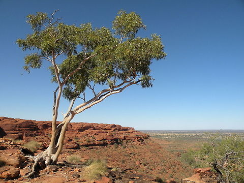 Gum Tree Lonely gum tree in Kings Canyon National Park, Northern Territories, Australia Australia,Landscapes