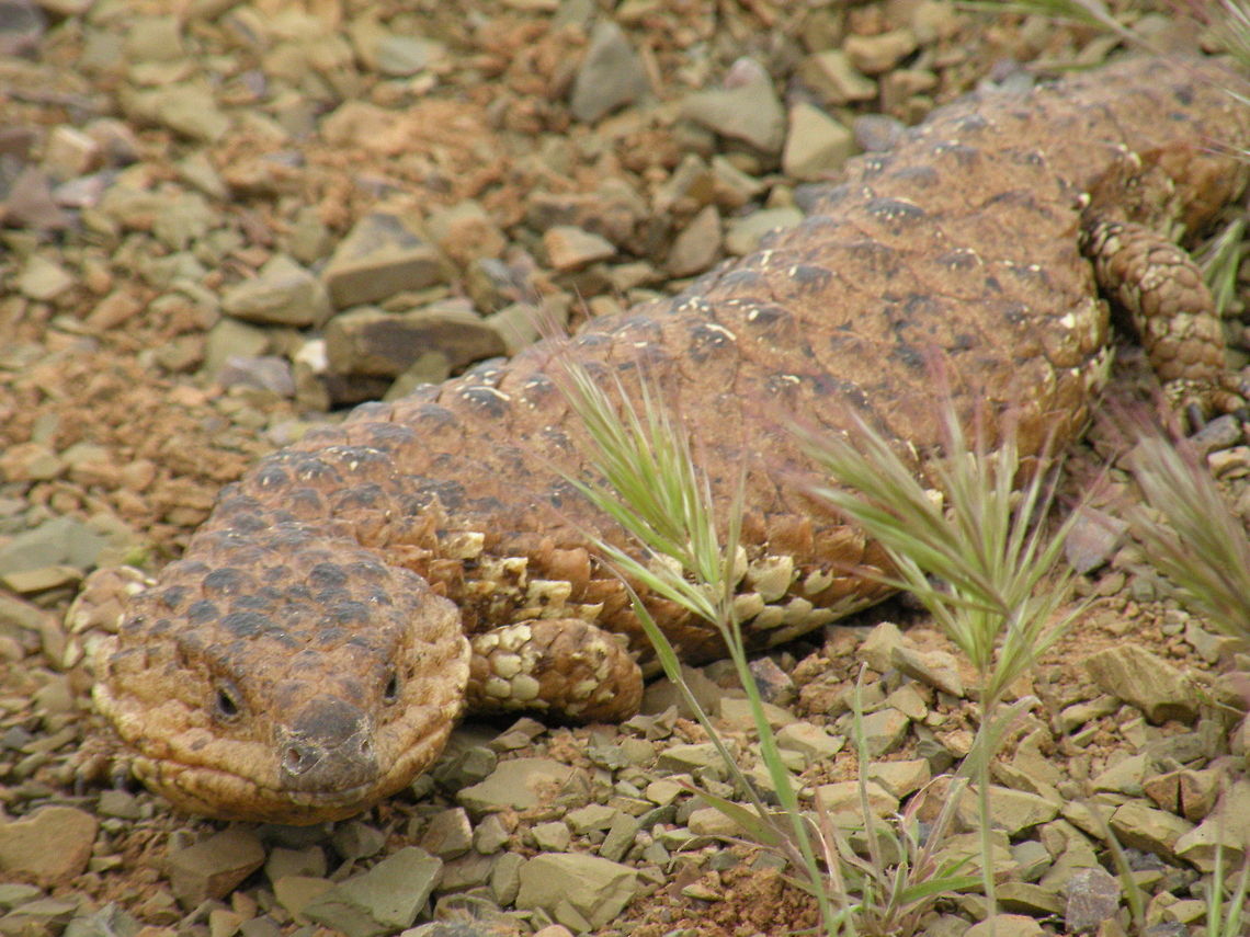 Sleepy Lizard Sleepy Lizard (Tiliqua Rugosa), Flinders Ranges National Park, South Australia, Australia Bobtail Skink,Lacertilia,Squamata,Tiliqua rugosa,blue-tongued skink,bobtail,shingleback