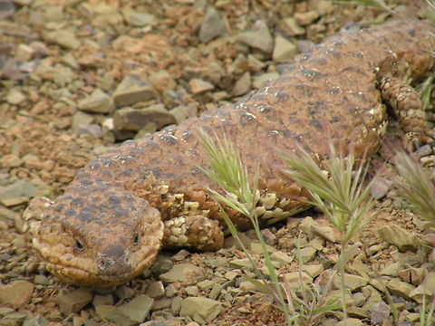 Sleepy Lizard Sleepy Lizard (Tiliqua Rugosa), Flinders Ranges National Park, South Australia, Australia Bobtail Skink,Lacertilia,Squamata,Tiliqua rugosa,blue-tongued skink,bobtail,shingleback