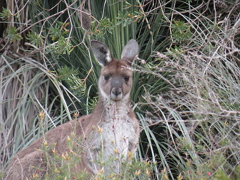 Western Grey Kangaroo Peekaboo Western Grey Kangaroo, Kaiserstuhl Conservation Park, South Australia, Australia Australia,Humor,Kangaroo,Macropus fuliginosus,Western Grey Kangaroo,Western grey kangaroo
