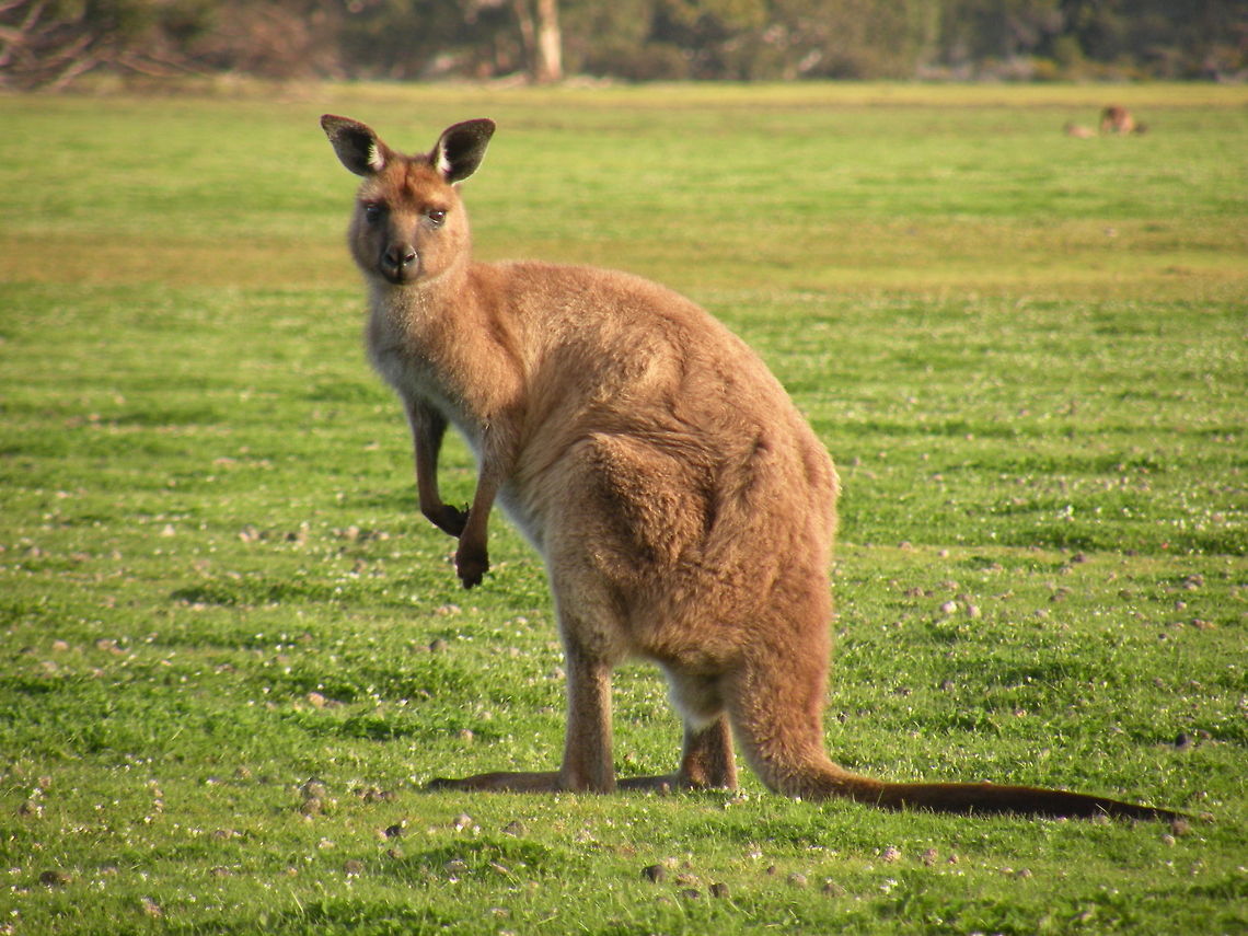 Western Grey Kangaroo Western Grey Kangaroo, South Australia, Australia Australia,Kangaroo,Macropus,Macropus fuliginosus,Western Grey Kangaroo,Western grey kangaroo