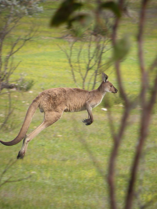 And he (or she?) is gone Western Grey Kangaroo, Kangaroo Island, South Australia, Australia Australia,Kangaroo,Macropus,Macropus fuliginosus,Western Grey Kangaroo,Western grey kangaroo