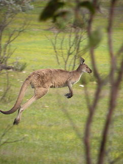 And he (or she?) is gone Western Grey Kangaroo, Kangaroo Island, South Australia, Australia Australia,Kangaroo,Macropus,Macropus fuliginosus,Western Grey Kangaroo,Western grey kangaroo