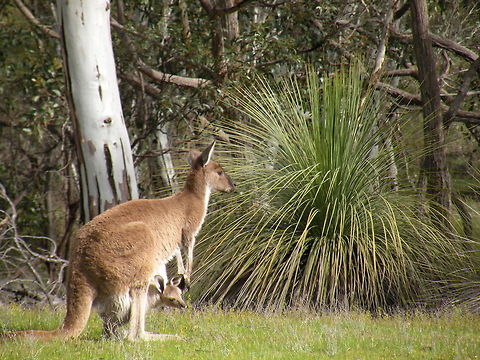 Western Grey Kangaroo Mum and her Joey Western Grey Kangaroo, Kangaroo Island, South Australia, Australia Australia,Geotagged,Kangaroo,Macropus,Macropus fuliginosus,Western Grey Kangaroo,Western grey kangaroo