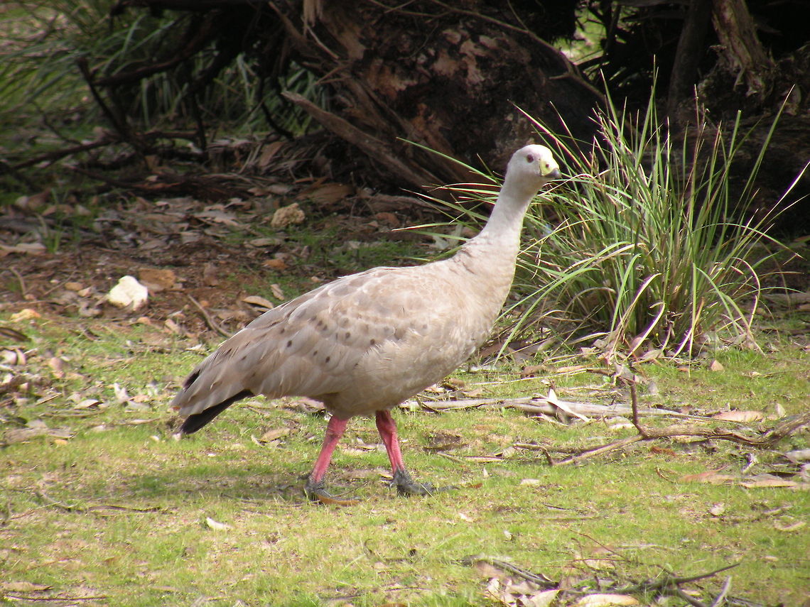 Cape Baron Goose Unknown bird, please help, Kangaroo Island, South Australia, Australia Anatidae,Anseriformes,Australia,Aves,Cape Barren Goose,Cereopsis novaehollandiae