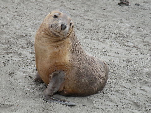 New Zealand fur-seal says cheese! Young male New Zealand fur-seal checked us out on the beach, Kangaroo Island, South Australia, Australia Arctocephalus forsteri,Australia,Australian fur seal,Humor,Mammals,New Zealand Fur-Seal,Phocidae,Seal
