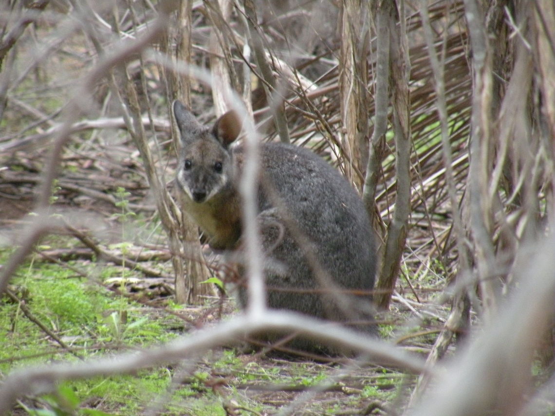 Tammar Wallaby is a bit shy Tammar Wallaby, Kangaroo Island, South Australia, Australia Australia,Macropus,Macropus eugenii,Tammar Wallaby,Tammar wallaby,Wallaby