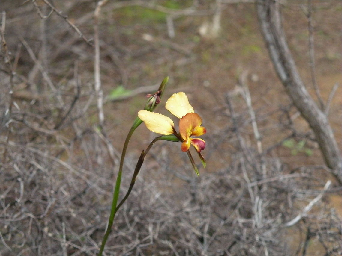 Donkey Orchid Donkey Orchid (Diuris), Kangaroo Island, Sout Australia, Australia Australia,Diuris corymbosa,Orchids,Plants
