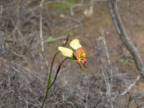 Donkey Orchid Donkey Orchid (Diuris), Kangaroo Island, Sout Australia, Australia Australia,Diuris corymbosa,Orchids,Plants