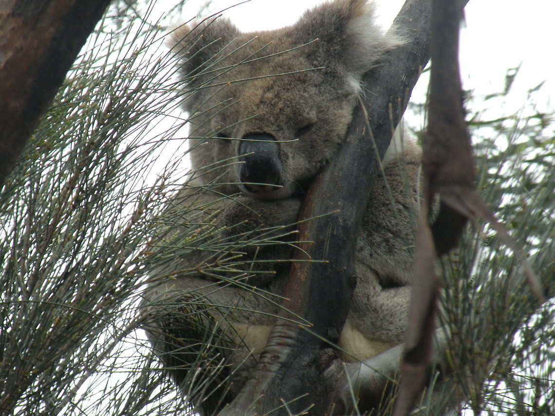 Isn't he cute? Koala in Eucalyptus tree, Kangaroo Island, South Australia, Australia Australia,Koala,Phascolarctos cinereus