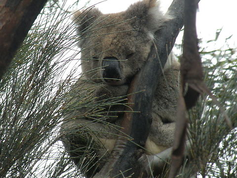 Isn't he cute? Koala in Eucalyptus tree, Kangaroo Island, South Australia, Australia Australia,Koala,Phascolarctos cinereus