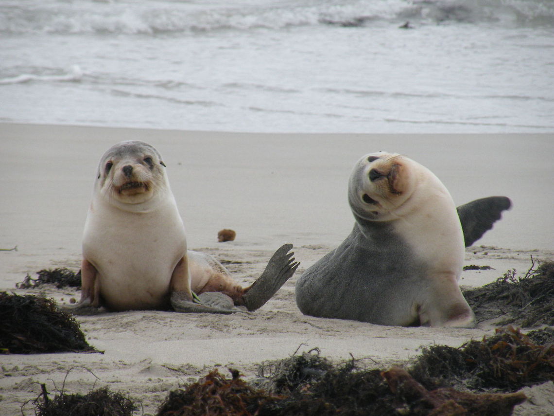 New Zealand Fur-seal babies...do you see Mommy? New Zealand Fur-seal babies waiting for their mum and food, Kangaroo Island, South Australia, Australia Arctocephalus forsteri,Australia,Australian fur seal,Humor,New Zealand Fur-Seal,Phocidae,Seal