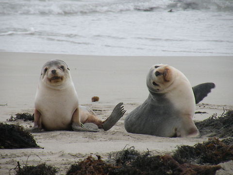 New Zealand Fur-seal babies...do you see Mommy? New Zealand Fur-seal babies waiting for their mum and food, Kangaroo Island, South Australia, Australia Arctocephalus forsteri,Australia,Australian fur seal,Humor,New Zealand Fur-Seal,Phocidae,Seal