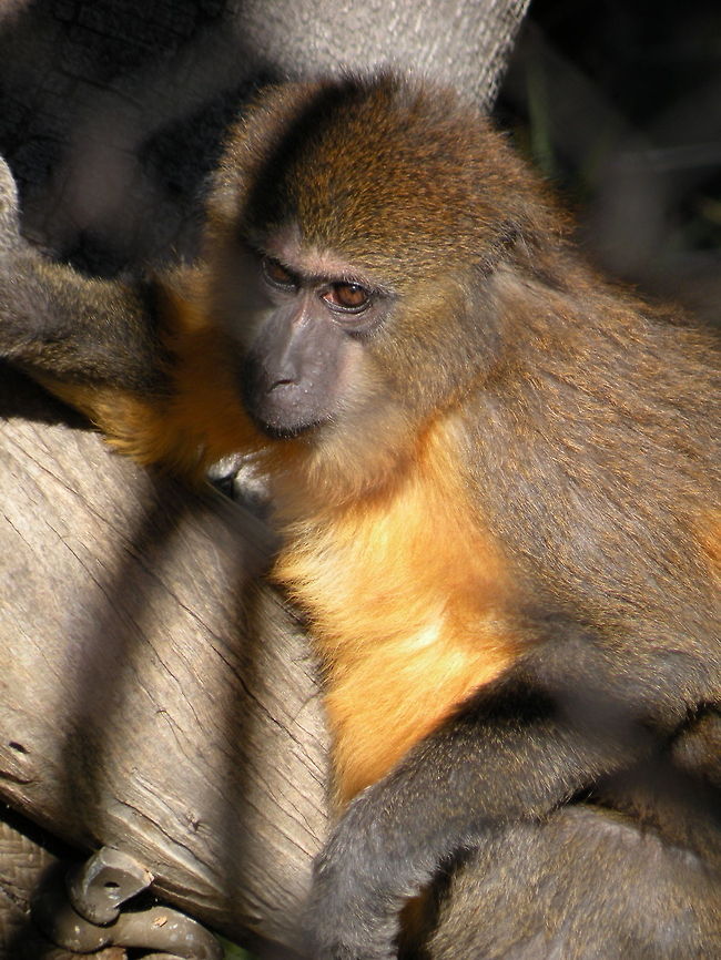 A little bit shy... monkey San Diego Zoo, San Diego (CA), USA Monkeys,Simiiformes