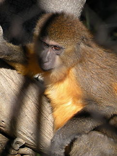 A little bit shy... monkey San Diego Zoo, San Diego (CA), USA Monkeys,Simiiformes