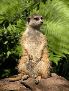 Enjoying the sun Meerkat enjoying the sun, San Diego Zoo, San Diego (CA), USA Mammals,Meerkat,Suricata suricatta,United States