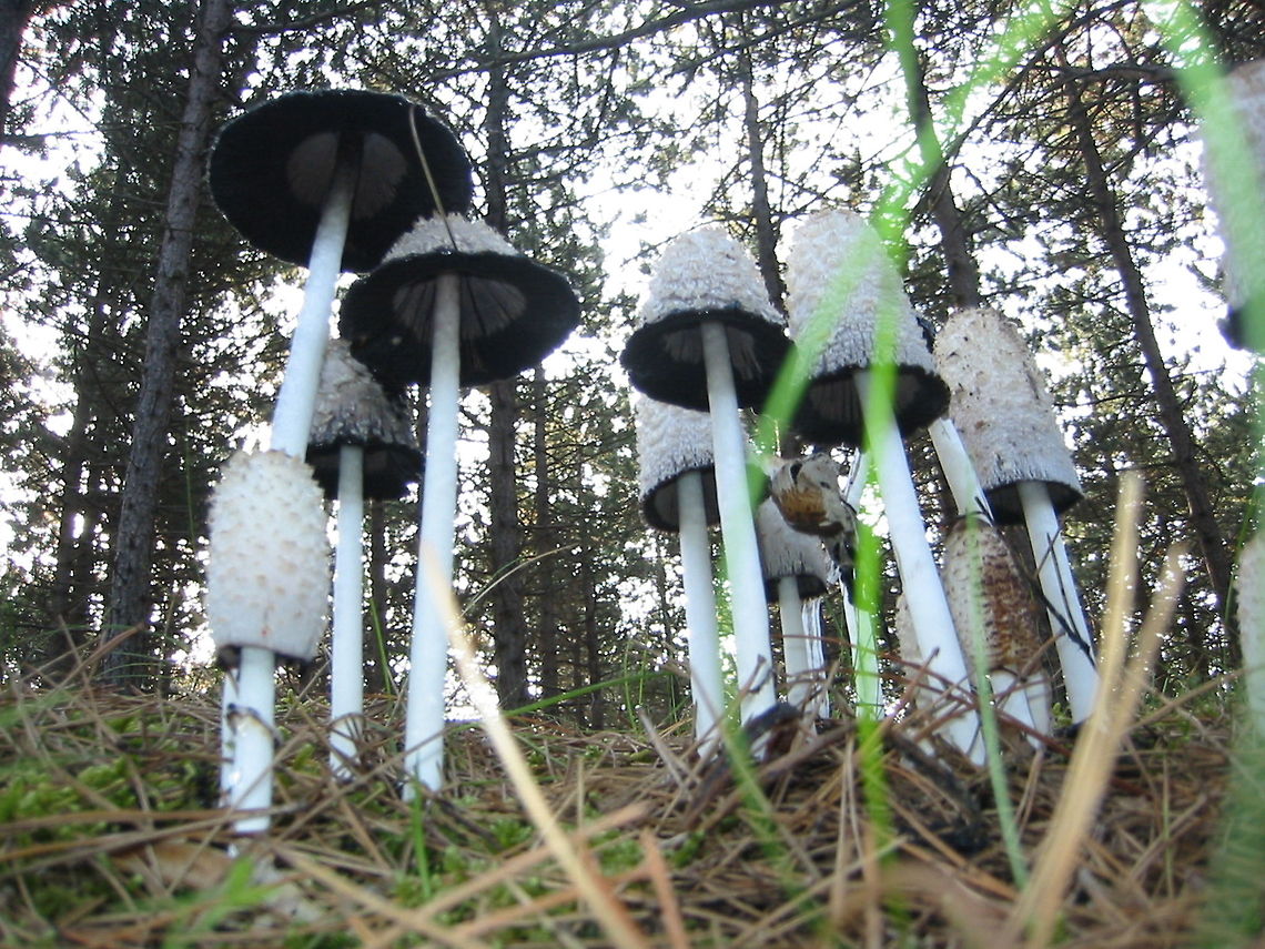 Large ink caps Shaggy Ink Caps (Coprinus Comatus) skyscraping. Terschelling, Friesland, The Netherlands Coprinus Comatus,Coprinus comatus,Geotagged,Shaggy Ink Cap,The Netherlands