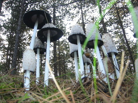 Large ink caps Shaggy Ink Caps (Coprinus Comatus) skyscraping. Terschelling, Friesland, The Netherlands Coprinus Comatus,Coprinus comatus,Geotagged,Shaggy Ink Cap,The Netherlands