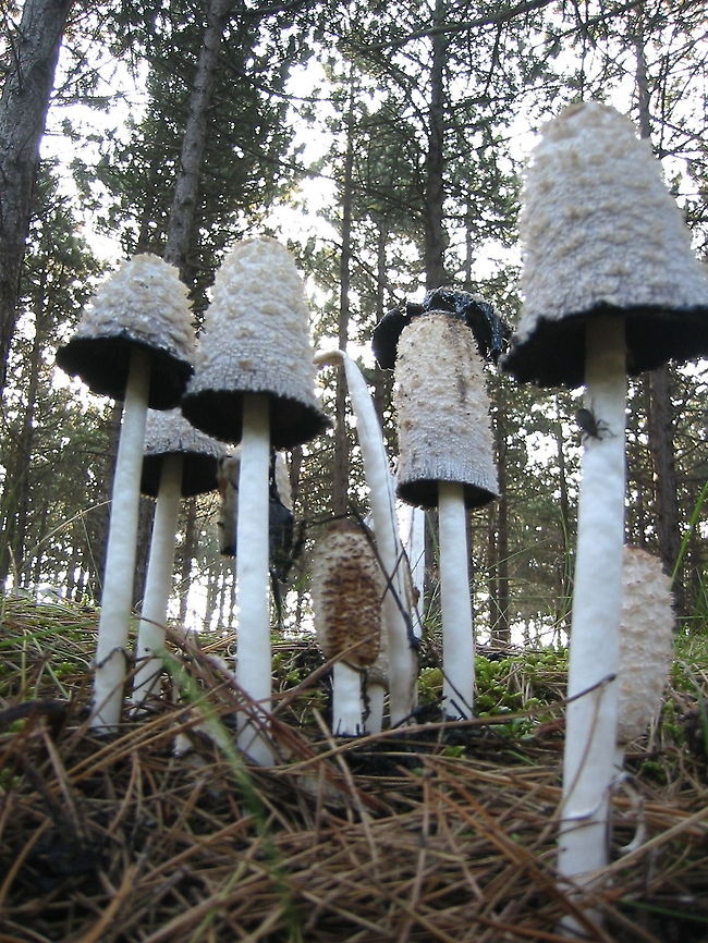 Ink cap under attack Shaggy Ink Cap (Coprinus Comatus) under attack by a bug. Terschelling, Friesland, The Netherlands Coprinus Comatus,Coprinus comatus,Geotagged,Shaggy Ink Cap,The Netherlands,mushroom