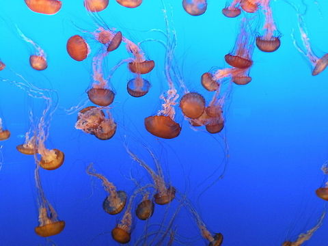 Dancing jellies Jellyfish, Monterey Bay Aquarium, Monterey (CA), USA Geotagged,Jellyfish,Scyphozoa,Sea,Underwater,United States
