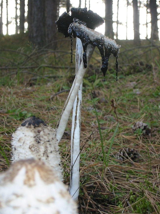 Shaggy Ink Cap leaking ink Shaggy Ink Cap (Coprinus Comatus). Terschelling, Friesland, The Netherlands Coprinus comatus,Geotagged,Shaggy Ink Cap,The Netherlands,mushroom