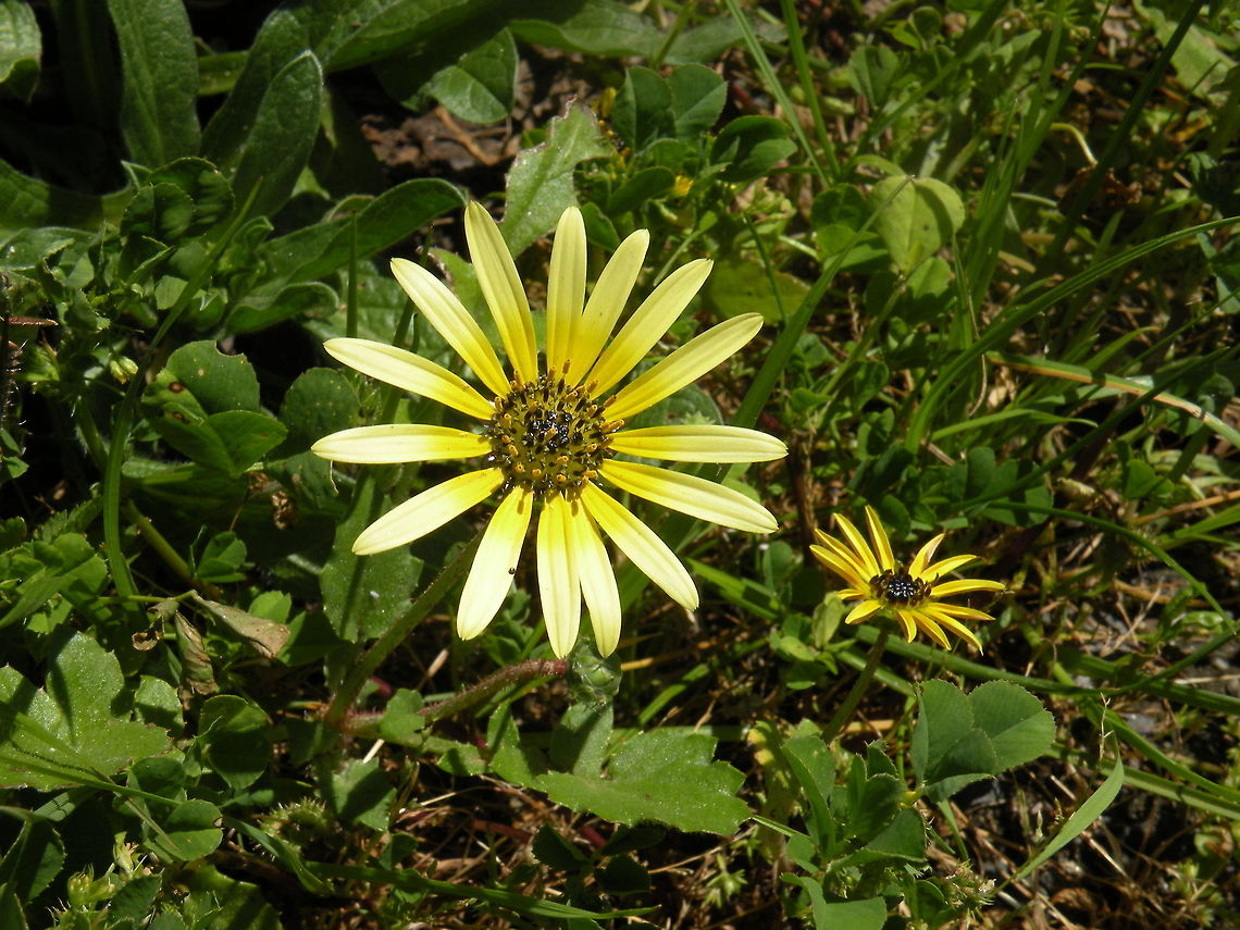 Aussie Flower Australian daisy, South Australia, Australia Arctotheca calendula,Australia,Flora,Flowers