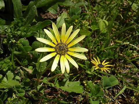 Aussie Flower Australian daisy, South Australia, Australia Arctotheca calendula,Australia,Flora,Flowers