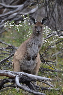 Grey Kangaroo Grey Kangaroo in Kaiserstuhl Conservation Park near Adelaide, South Australia, Australia Australia,Geotagged,Kangaroo,Macropus fuliginosus,Macropus rufusWestern grey kangaroo