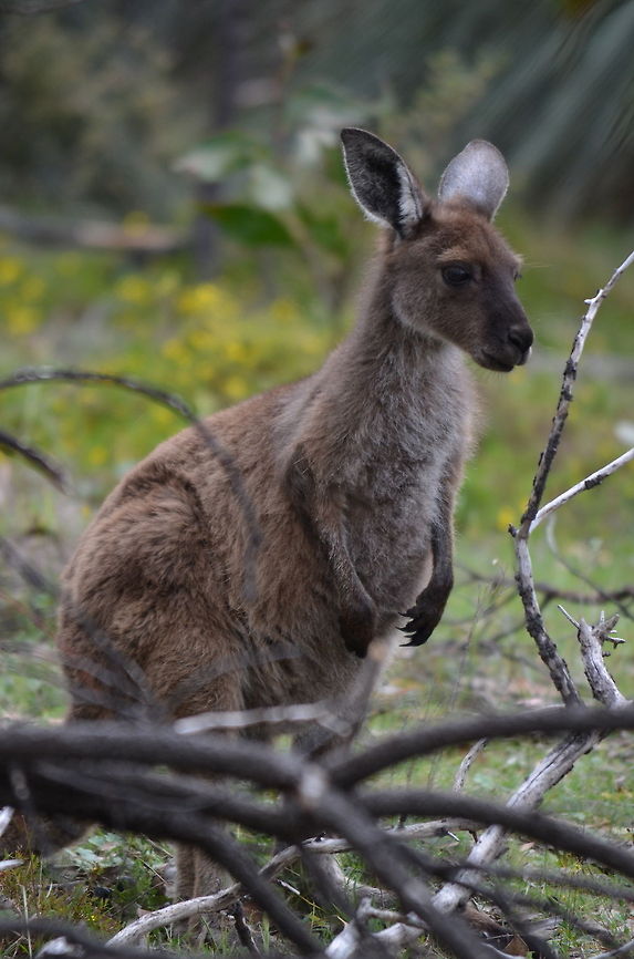 Joey Grey Kangaroo Joey grey kangaroo in Kaiserstuhl Conservation Park near Adelaide, South Australia, Australia Australia,Geotagged,Macropus fuliginosus,Western Grey Kangaroo,Western grey kangaroo
