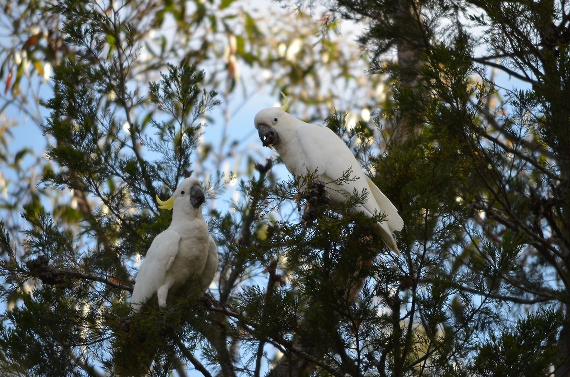 White cockatoos Sulphur-crested cockatoos in Grampians National Park, Victoria, Australia Australia,Cacatua galerita,Geotagged,Sulphur-crested Cockatoo