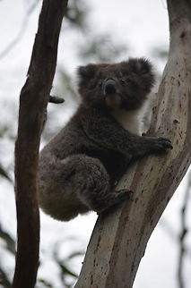 A Joey Koala A Joey Koala climbing in the tree trying to get away from his mum. Great Otway National Park, Victoria, Australia. Australia,Geotagged,Koala,Phascolarctos cinereus
