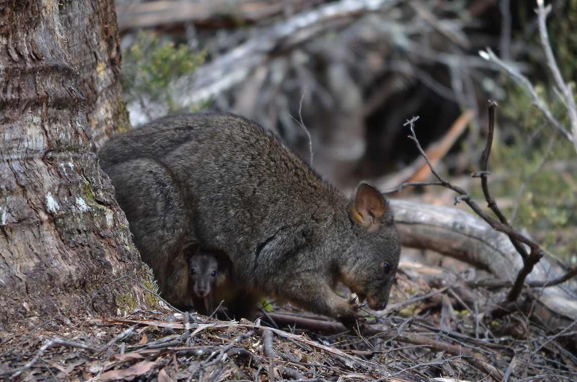 Wallaby with Joey Tasmanian pademelon (Wallaby) in Lake St. Clair National Park, Tasmania, Australia Australia,Geotagged,Tasmanian pademelon,Thylogale billardierii,Wallaby