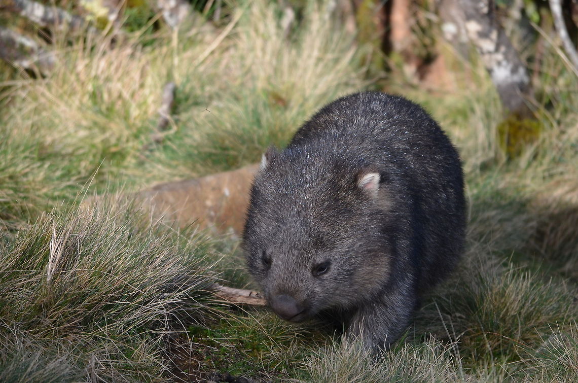 Wombat A (not so shy) wombat walking around on the grounds of Cradle Mountain Lodge just on the edge of Cradle Mountain National Park, Tasmania, Australia Australia,Geotagged,Vombatus ursinus,Wombat,common wombat