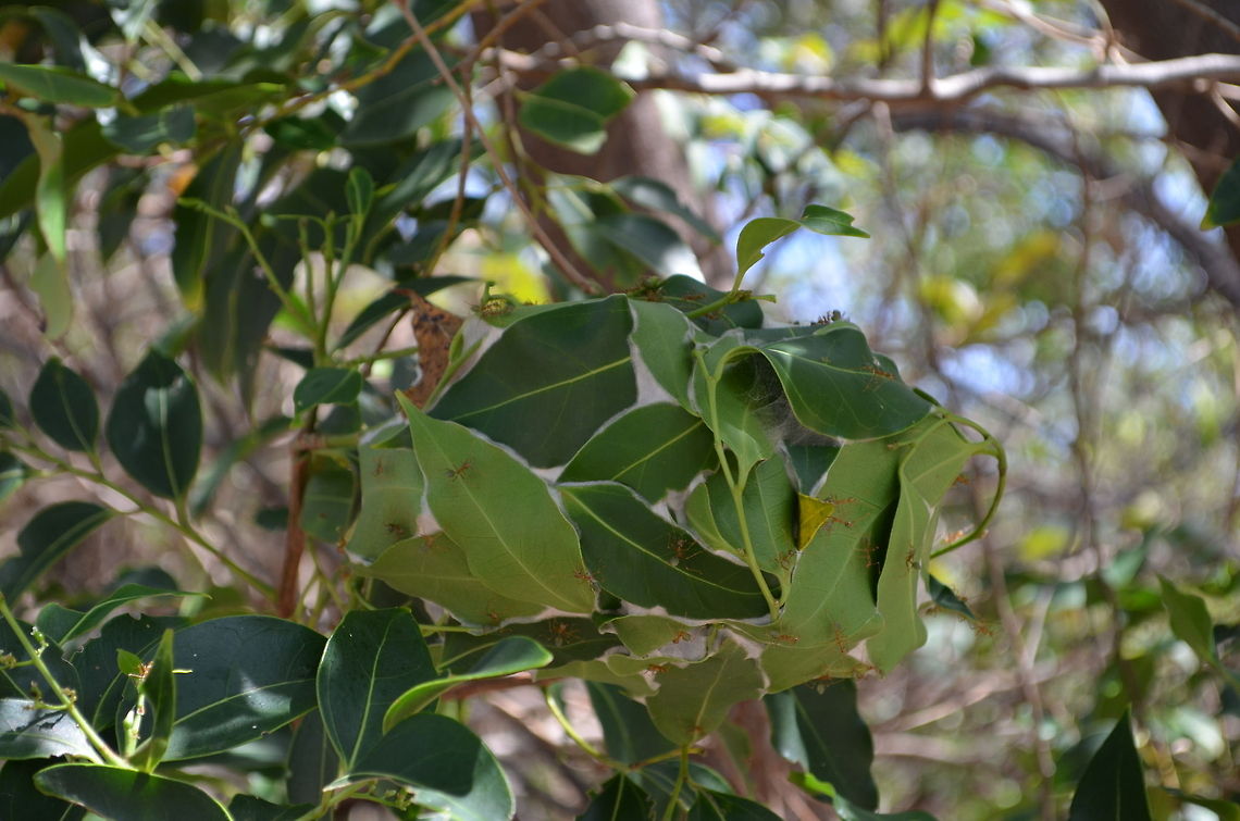 Green Tree Ants and Nest Green Tree Ants building a nest in a tree on Lizard Island, Queensland, Australia Australia,Geotagged,Oecophylla smaragdina,ant