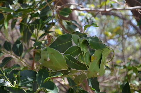 Green Tree Ants and Nest Green Tree Ants building a nest in a tree on Lizard Island, Queensland, Australia Australia,Geotagged,Oecophylla smaragdina,ant