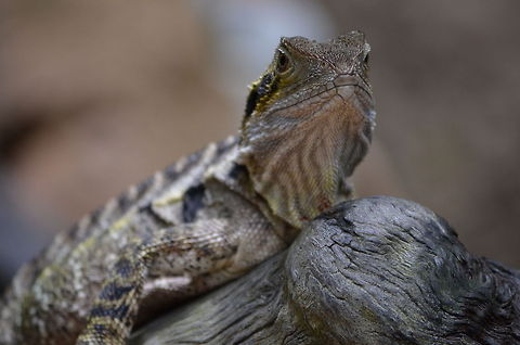 Lizard on a tree trunk A good looking lizard in Kuranda Koala Gardens, Kuranda, Queensland, Australia Australia,Geotagged,Lizard,Physignathus lesueurii,Water dragon,Zoo