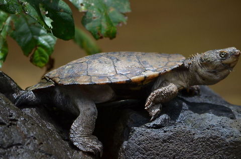 Turtle Turtle in Kuranda Koala Gardens, Kuranda, Queensland, Australia Australia,Geotagged,Turtle,Zoo