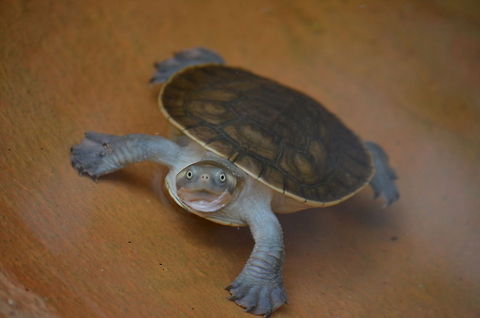 Curious Turtle A very curious and with movie ambitions turtle peeping his head above the water in Kuranda Koala Gardens, Kuranda, Queensland, Australia Australia,Geotagged,Turtle,Zoo