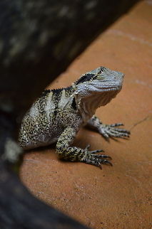 Lizard peeping around the corner A lizard looking around the corner in Kuranda Koala Gardens, Kuranda, Queensland, Australia Australia,Geotagged,Lizard,Physignathus lesueurii,Water dragon,Zoo