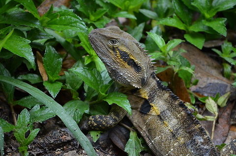 Colorful Lizard A colorful lizard in Kuranda Koala Gardens, Kuranda, Queensland, Australia Australia,Geotagged,Lizard,Physignathus lesueurii,Water Dragon,Zoo