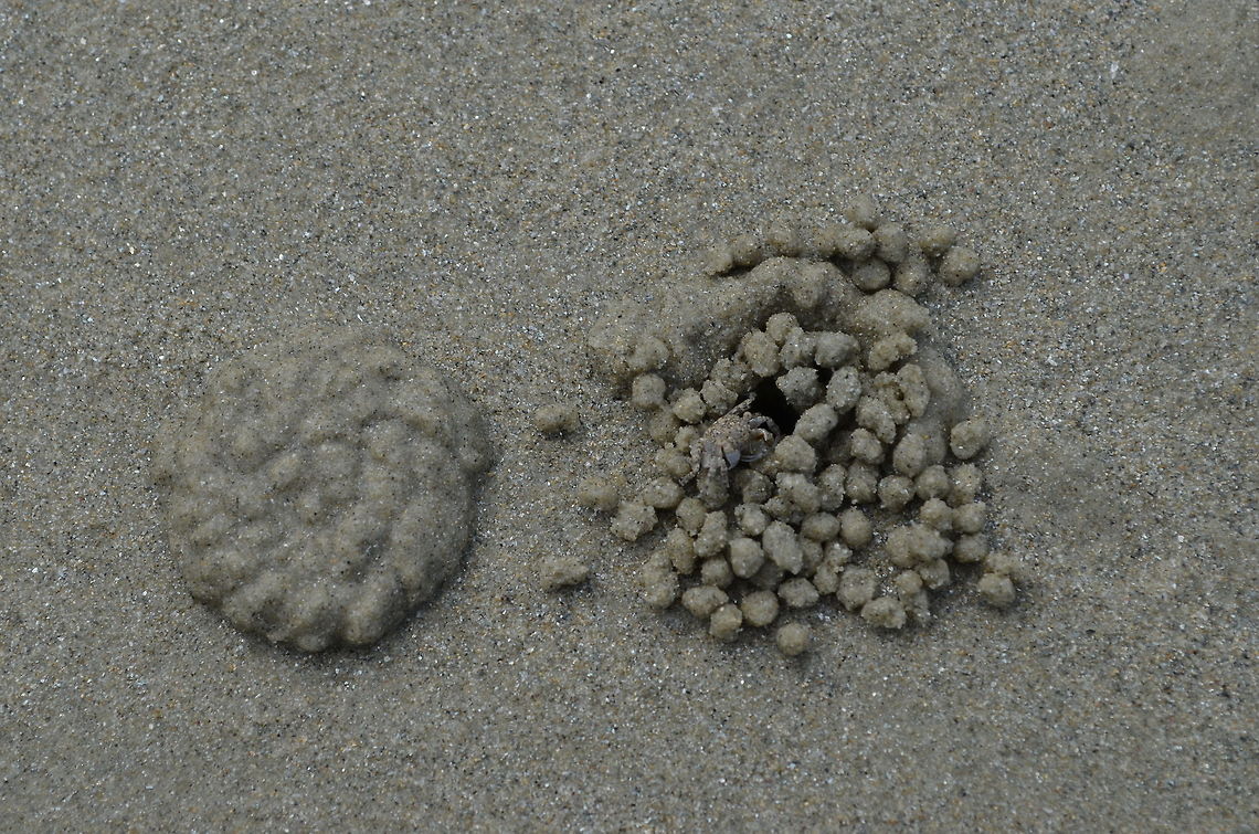 Tiny crab rolling balls A sand bubbler crab (Dotilla fenestrate) rolling balls on Cape Tribulation Beach, Far Northern Queensland, Australia Australia,Beach,Geotagged,crab