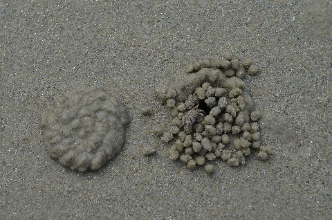 Tiny crab rolling balls A sand bubbler crab (Dotilla fenestrate) rolling balls on Cape Tribulation Beach, Far Northern Queensland, Australia Australia,Beach,Geotagged,crab