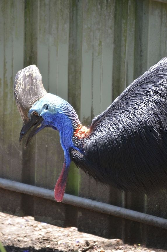 Southern Cassowary Hoped to spot a cassowary in the wild in Daintree National Park but that did not happen unfortunately. So we have to do with this one in Lone Pine Koala Sanctuary, Brisbane, Queensland, Australia Australia,Casuarius casuarius,Geotagged,Southern Cassowary,Zoo