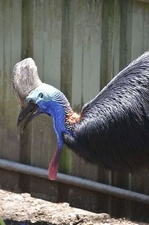 Southern Cassowary Hoped to spot a cassowary in the wild in Daintree National Park but that did not happen unfortunately. So we have to do with this one in Lone Pine Koala Sanctuary, Brisbane, Queensland, Australia Australia,Casuarius casuarius,Geotagged,Southern Cassowary,Zoo