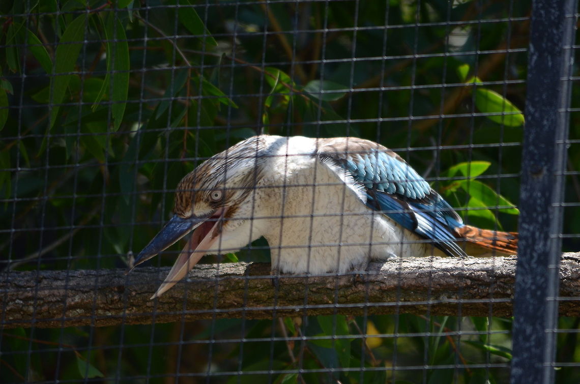Kookaburra Blue-winged Kookaburra (Dacelo leachii) in Lone Pine Koala Sanctuary, Brisbane, Queensland, Australia.<br />
My apologies for the fence. Australia,Blue-winged Kookaburra,Dacelo leachii,Geotagged,Kingfisher,Kookaburra,Zoo